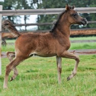 Barbarella Estopa SLM